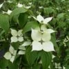 Cornus Kousa ‘White Fountain’ -Tree Furnish Store cornus kousa white fountain 2