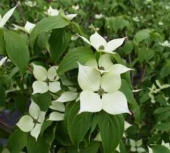 Cornus Kousa ‘White Fountain’