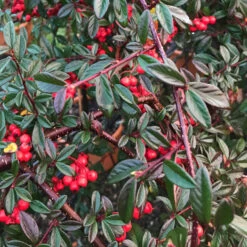 Cotoneaster Salicifolius ‘Repens’