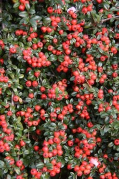 Cotoneaster X Suecicus ‘Coral Beauty’