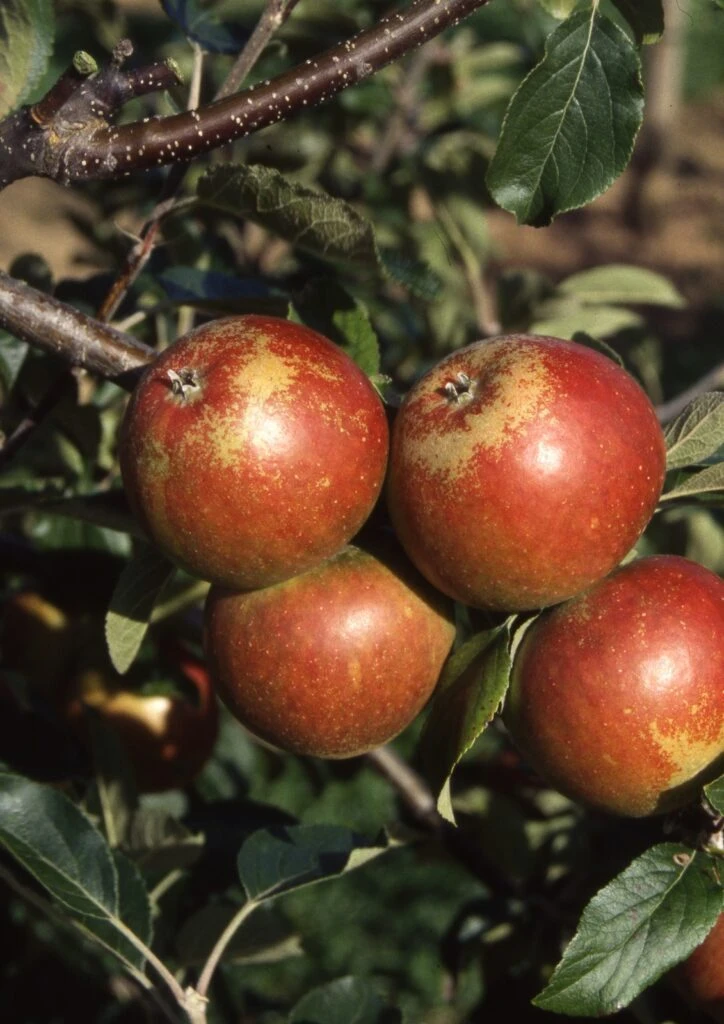 Cox Self Fertile 3 Cox Self Fertile