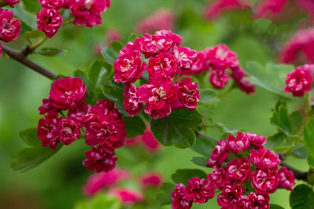 Crataegus X Media ‘Pauls Scarlet’ 3 Crataegus X Media ‘Pauls Scarlet’