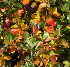 Crataegus Persimilis ‘Prunifolia Splendens’