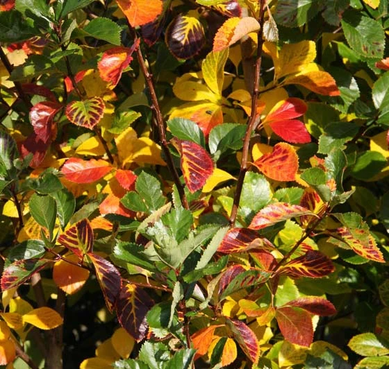 Crataegus Persimilis ‘Prunifolia Splendens’ 3 Crataegus Persimilis ‘Prunifolia Splendens’
