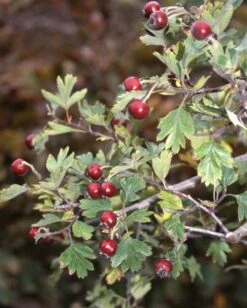 Crataegus Schraderiana