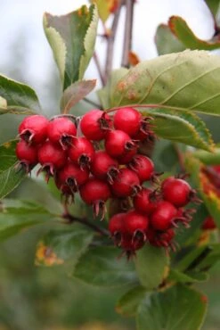 Crataegus Succulenta ‘Jubilee’
