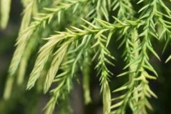 Cryptomeria Japonica ‘Sekkan-sugi’