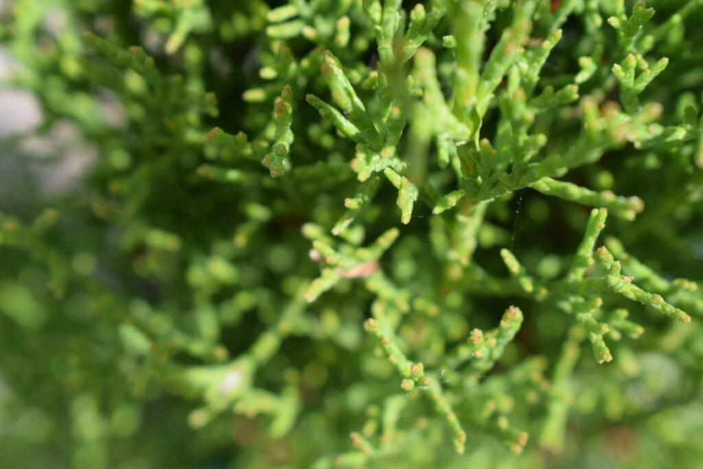 Cupressus Sempervirens ‘Totem’ 3 Cupressus Sempervirens ‘Totem’