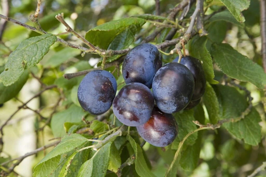 Alcohol Flavouring Fruit Collection 4 Alcohol Flavouring Fruit Collection - Image 2