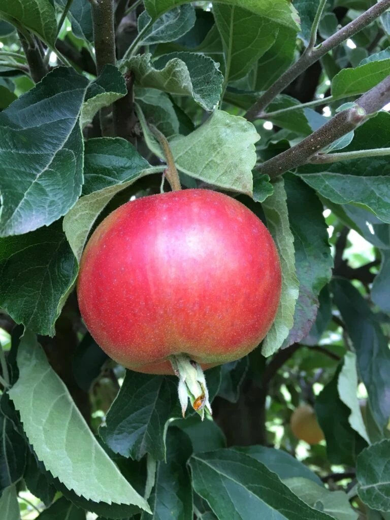 Devonshire Quarrenden 3 Devonshire Quarrenden