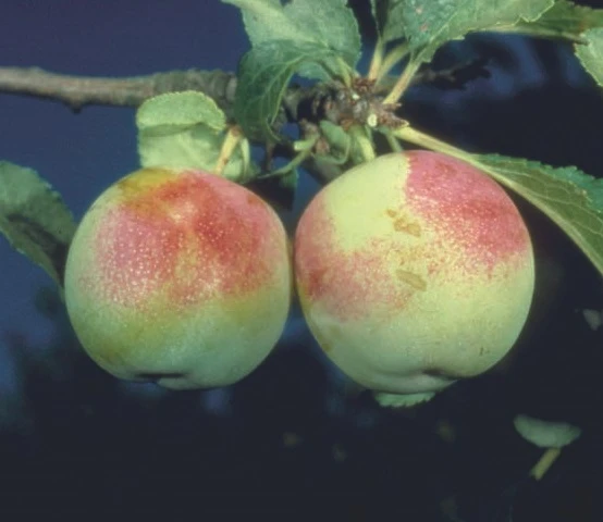 Early Transparent 3 Early Transparent