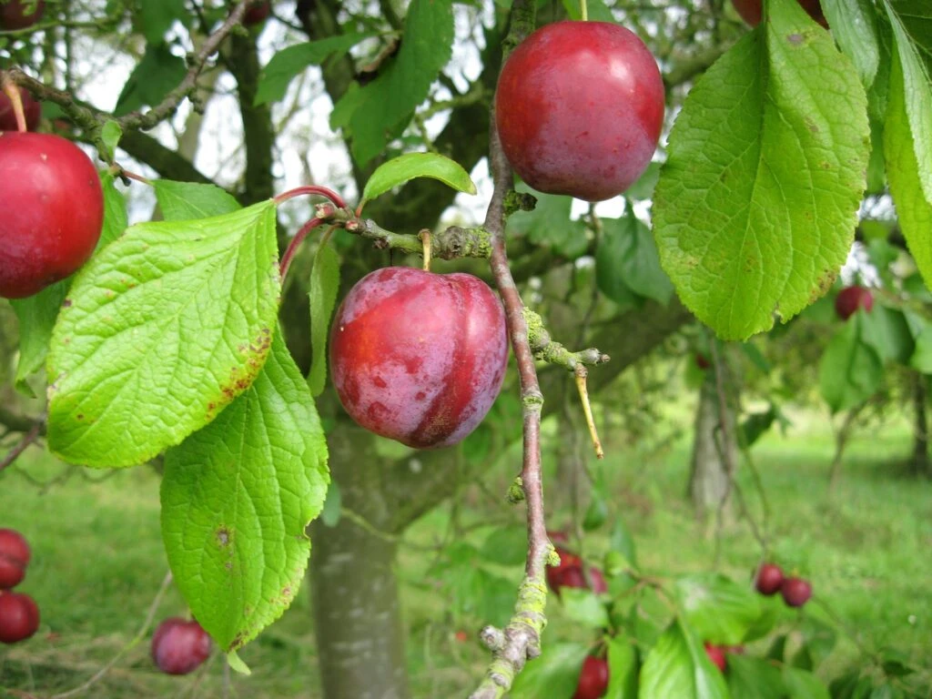 Excalibur 3 Excalibur