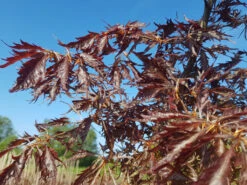 Fagus Sylvatica ‘Midnight Feather’®