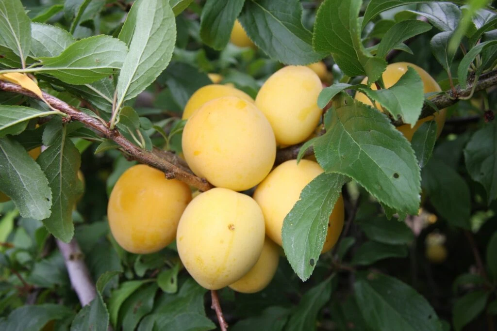 Golden Sphere 3 Golden Sphere