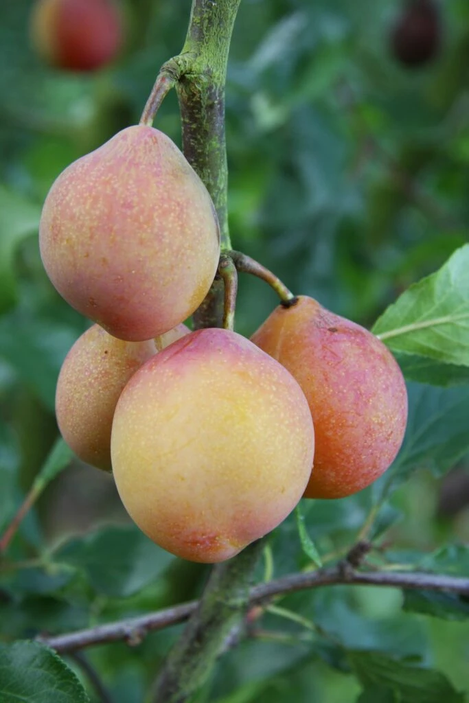 Gordon Castle 3 Gordon Castle