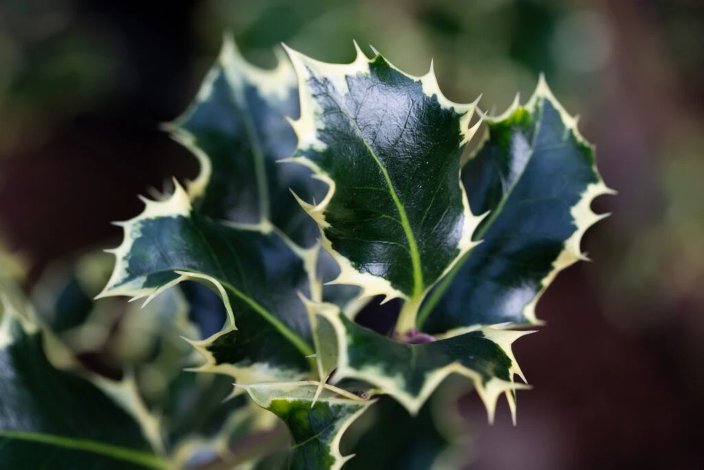 Ilex Aquifolium ‘Argentea Marginata’ 3 Ilex Aquifolium ‘Argentea Marginata’