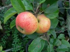 Irish Peach