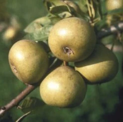 Josephine De Malines