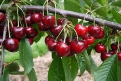 Lapins ‘Cherokee’™