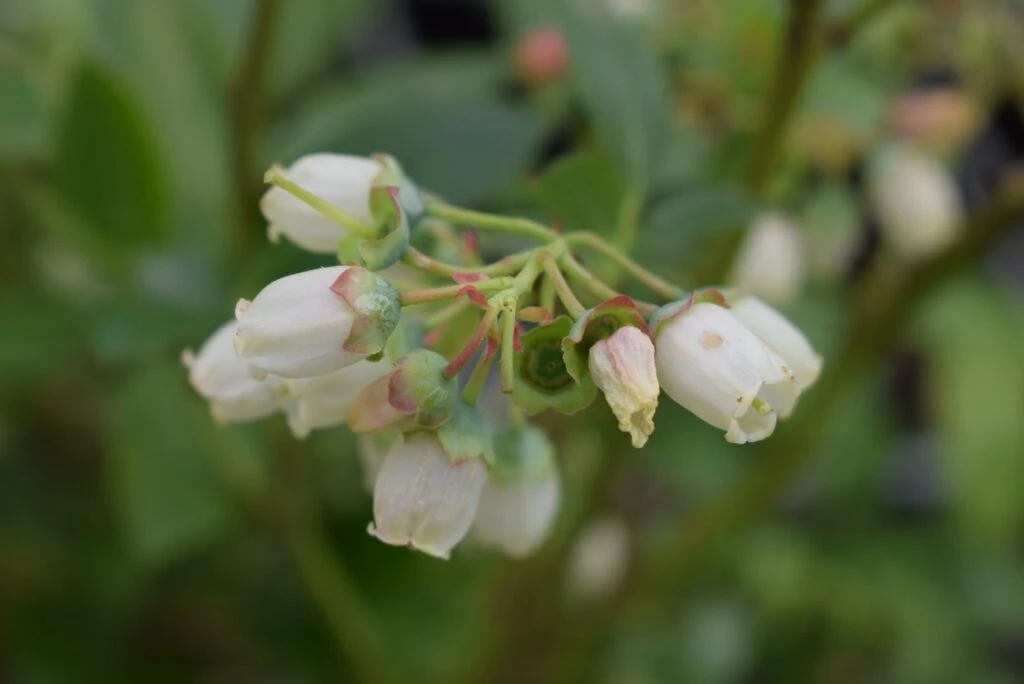 Liberty® 3 Liberty®