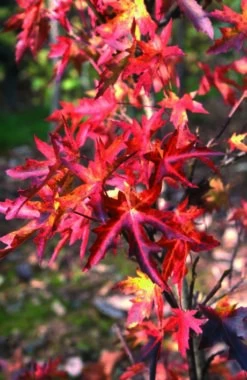 Liquidambar Styraciflua ‘Stared’