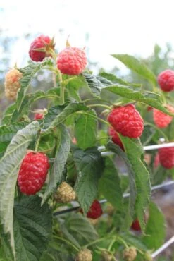 Lowberry® Little Sweet Sister