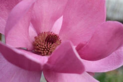 Magnolia ‘Aphrodite’