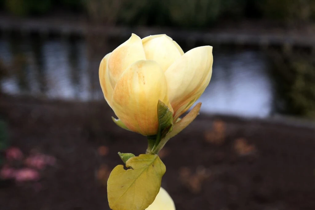 Magnolia ‘Honey Tulip’® 3 Magnolia ‘Honey Tulip’®