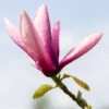 Magnolia ‘Livingstone’ 2 Magnolia ‘Livingstone’ -Tree Furnish Store magnolia livingstone 2 1024x683 1