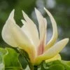 Magnolia ‘Sunsation’ 1 Magnolia ‘Sunsation’ -Tree Furnish Store magnolia sunsation 2 1024x836 1