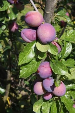 Malling™ Elizabeth®