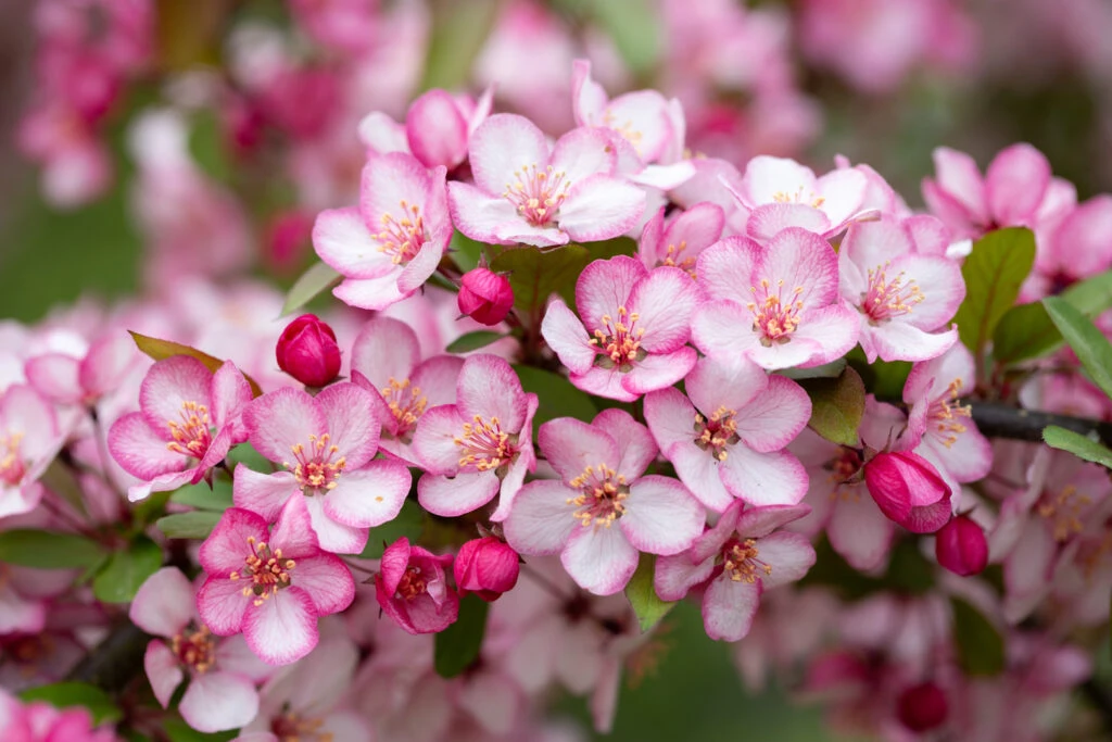 Malus ‘Candymint’ 3 Malus ‘Candymint’