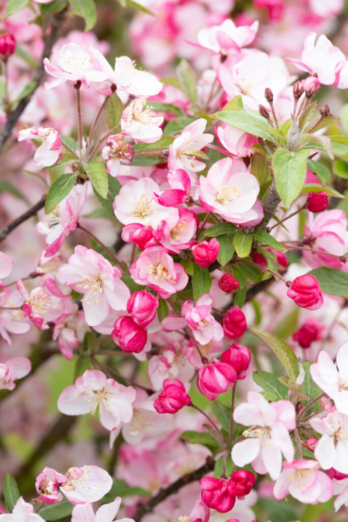 Malus ‘Coralburst’ 3 Malus ‘Coralburst’