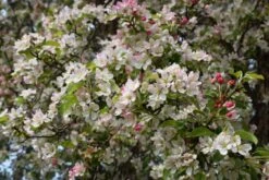 Spring Blossom Collection 8 Spring Blossom Collection -Tree Furnish Store malus floribunda 3 1024x684 2