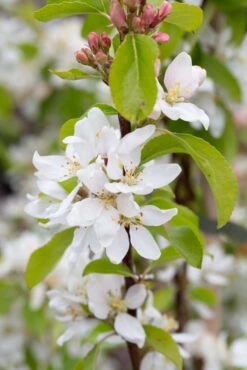 Malus ‘Pink Glow’