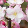Malus ‘Pink Perfection’ -Tree Furnish Store malus pink perfection 3 1024x611 1