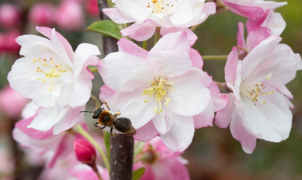 Malus ‘Pink Perfection’ 3 Malus ‘Pink Perfection’