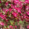 Malus ‘Prairie Fire’® -Tree Furnish Store malus prairie fire 4 1024x683 1