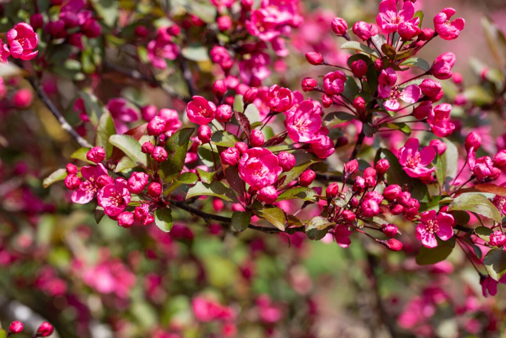 Malus ‘Prairie Fire’® 3 Malus ‘Prairie Fire’®