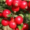 Malus ‘Rosehip’ -Tree Furnish Store malus rosehip 4 683x1024 1