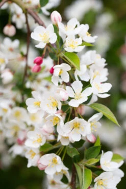Malus Toringo Subsp. Sargentii ‘Tina’