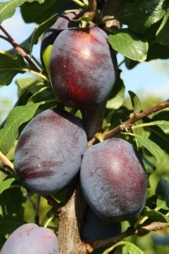 Marjorie’s Seedling