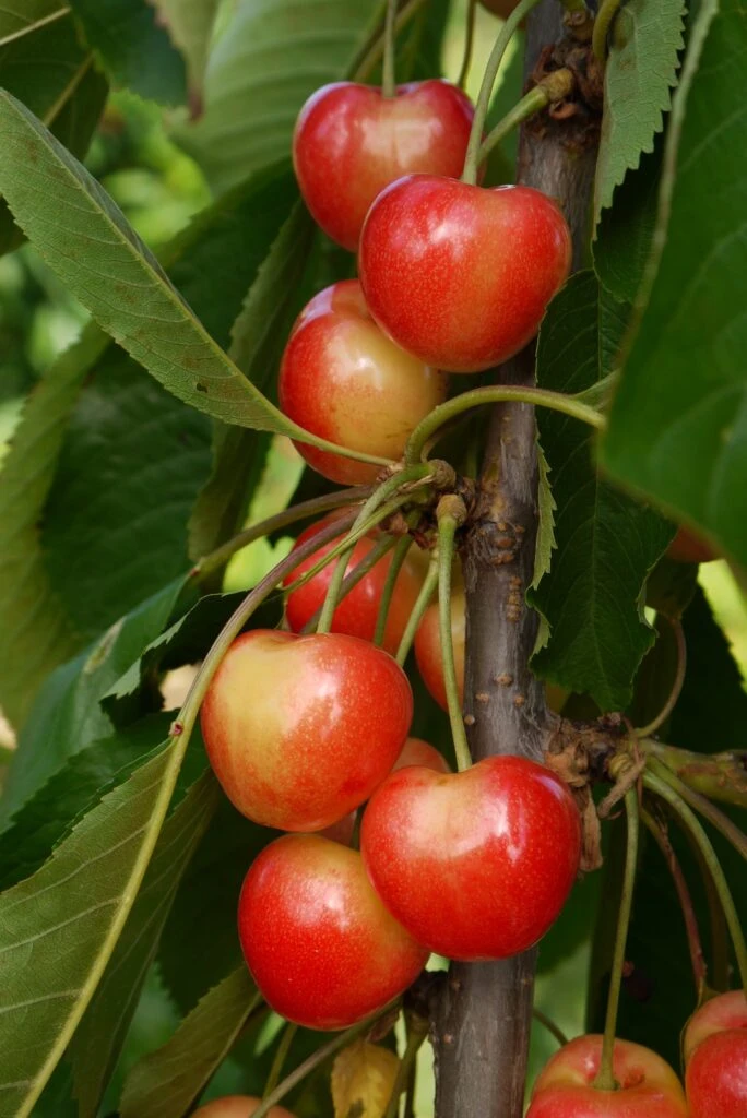 Merton Glory 3 Merton Glory