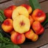 Mesembrine (Flat Nectarine) -Tree Furnish Store mesembrine flat nectarine 2 1024x683 1
