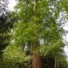 Metasequoia Glyptostroboides -Tree Furnish Store metasequoia glyptostroboides 683x1024 1