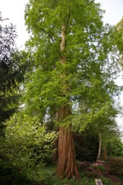 Metasequoia Glyptostroboides