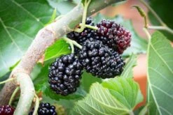 Alcohol Flavouring Fruit Collection 9 Alcohol Flavouring Fruit Collection -Tree Furnish Store mulberry Chelsea 3 1024x683 1