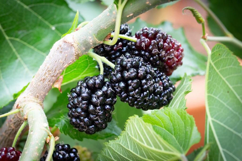 Alcohol Flavouring Fruit Collection 5 Alcohol Flavouring Fruit Collection - Image 3