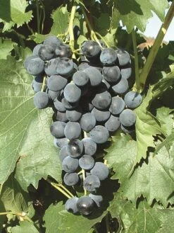 Muscat Bleu