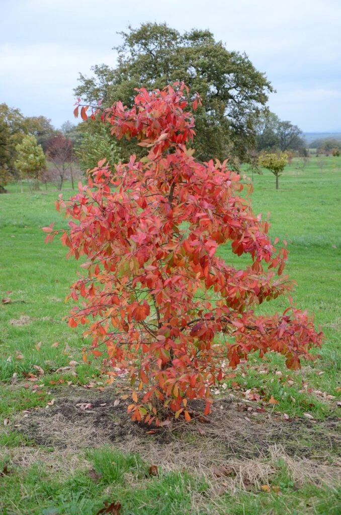 Nyssa Sylvatica 3 Nyssa Sylvatica